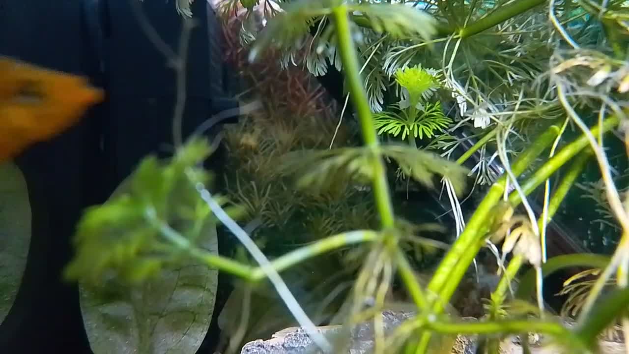 Platies fish for sale: Platy fry  - Video 1
