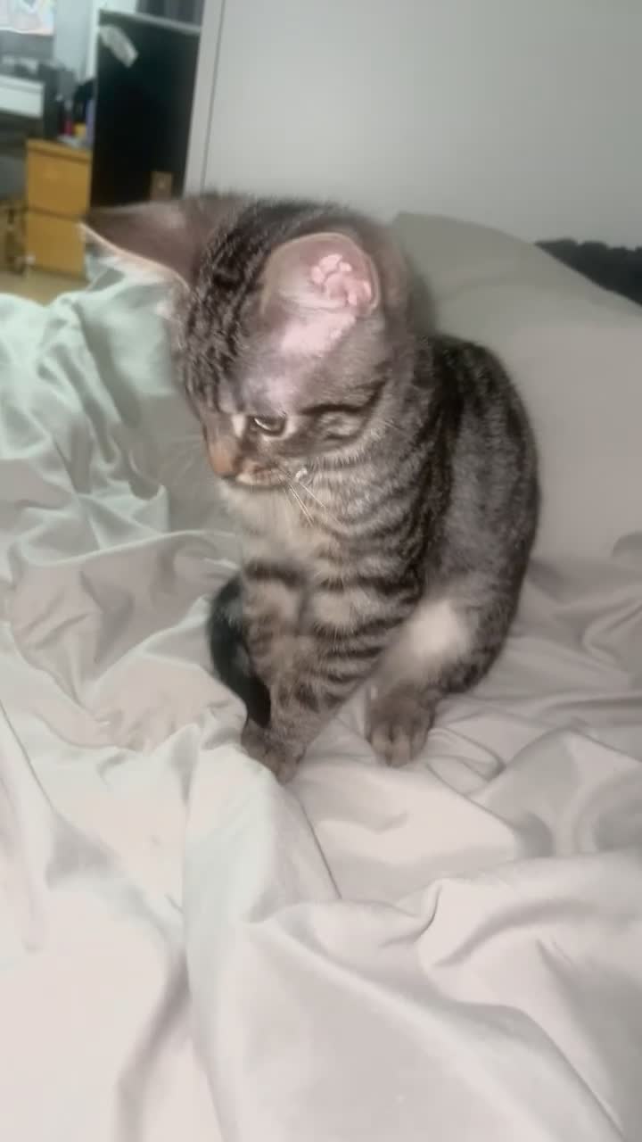 Mixed Breed cats for sale: Discounted Stunning Half Bengal,Savannah Baby Boy - Video 3