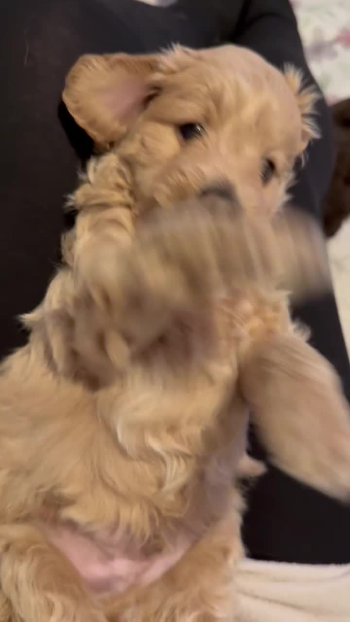 Mixed Breed dogs for sale: Poochon x Doxiepoo - Video 4