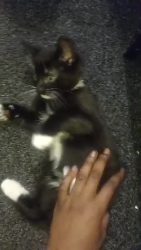 Mixed Breed cats for sale: 2 male kittens for sale in London - Video 1
