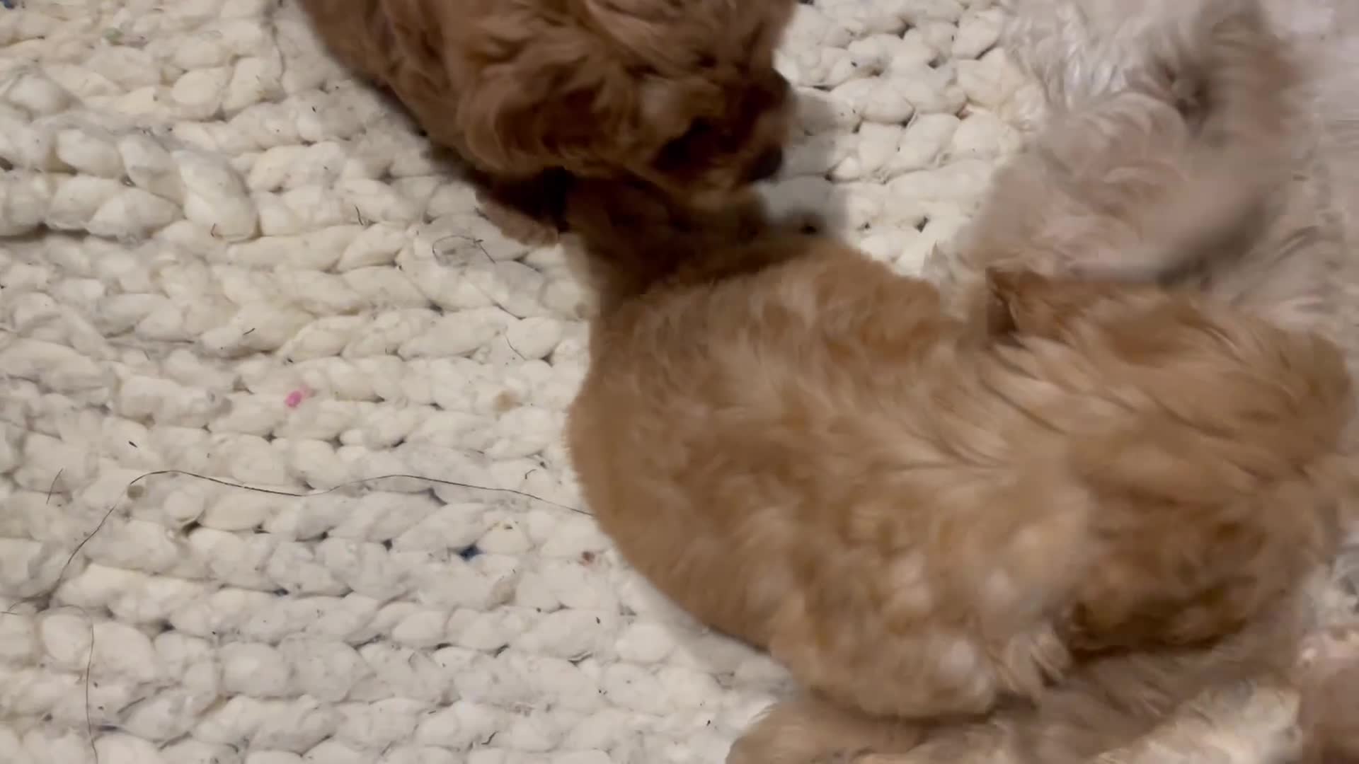 Mixed Breed dogs for sale: Toy Cockapoo puppies - Video 1