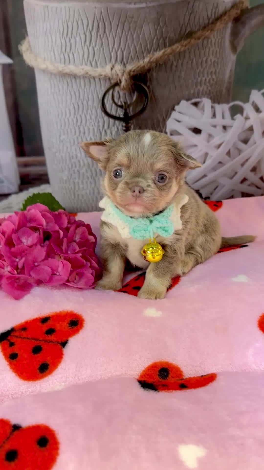 Chihuahua dogs for sale: 💜🤎 Exotic KC LC chihuahuas 🤎💜 - Video 2