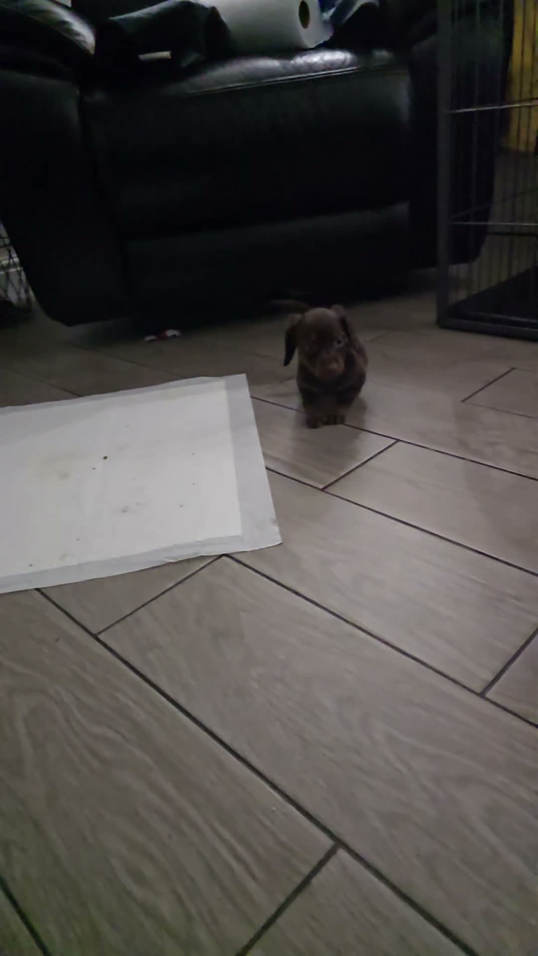 Miniature Dachshund dogs for sale: 4 male Dachshunds - Video 1
