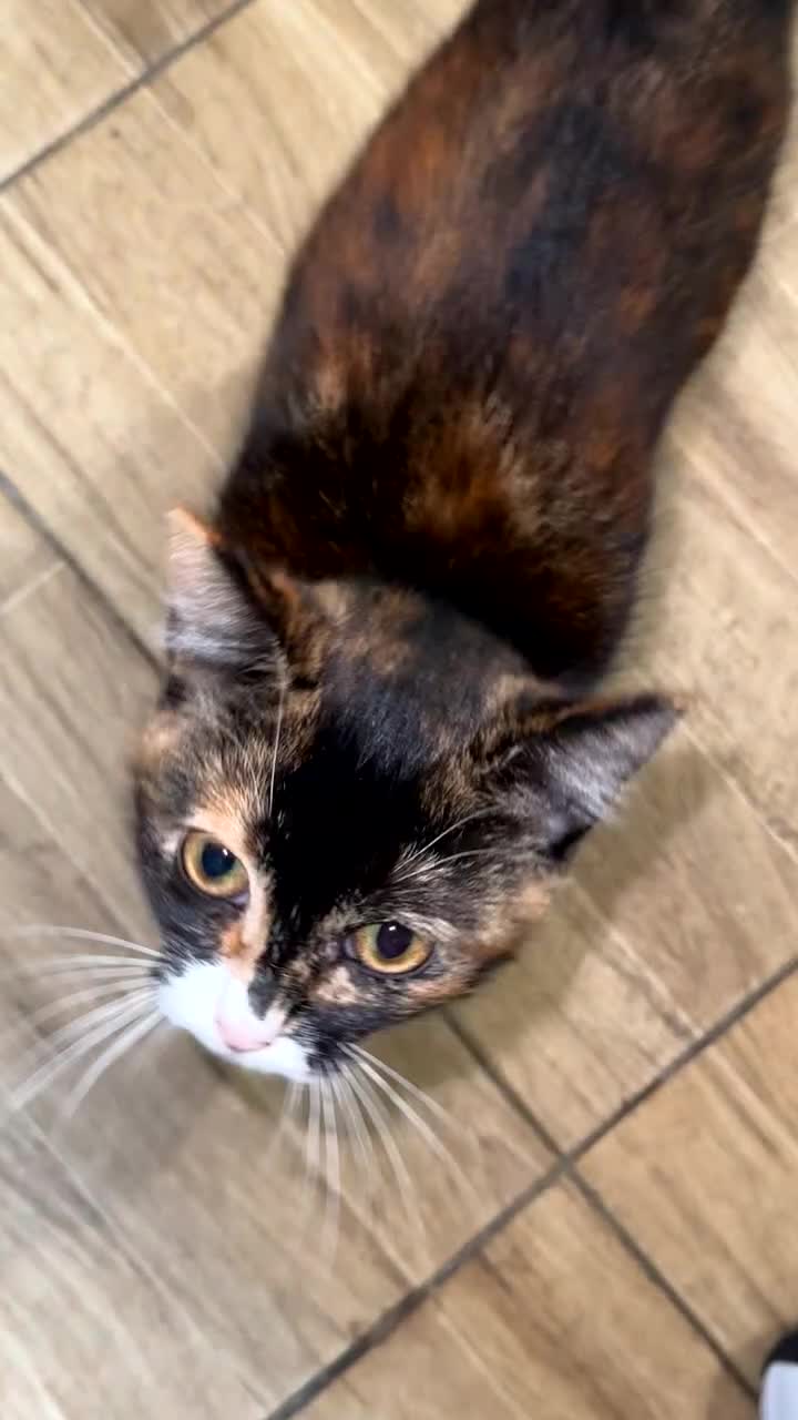 Mixed Breed cats for sale: 2 female kittens 🐈‍⬛ 🩷 - Video 1