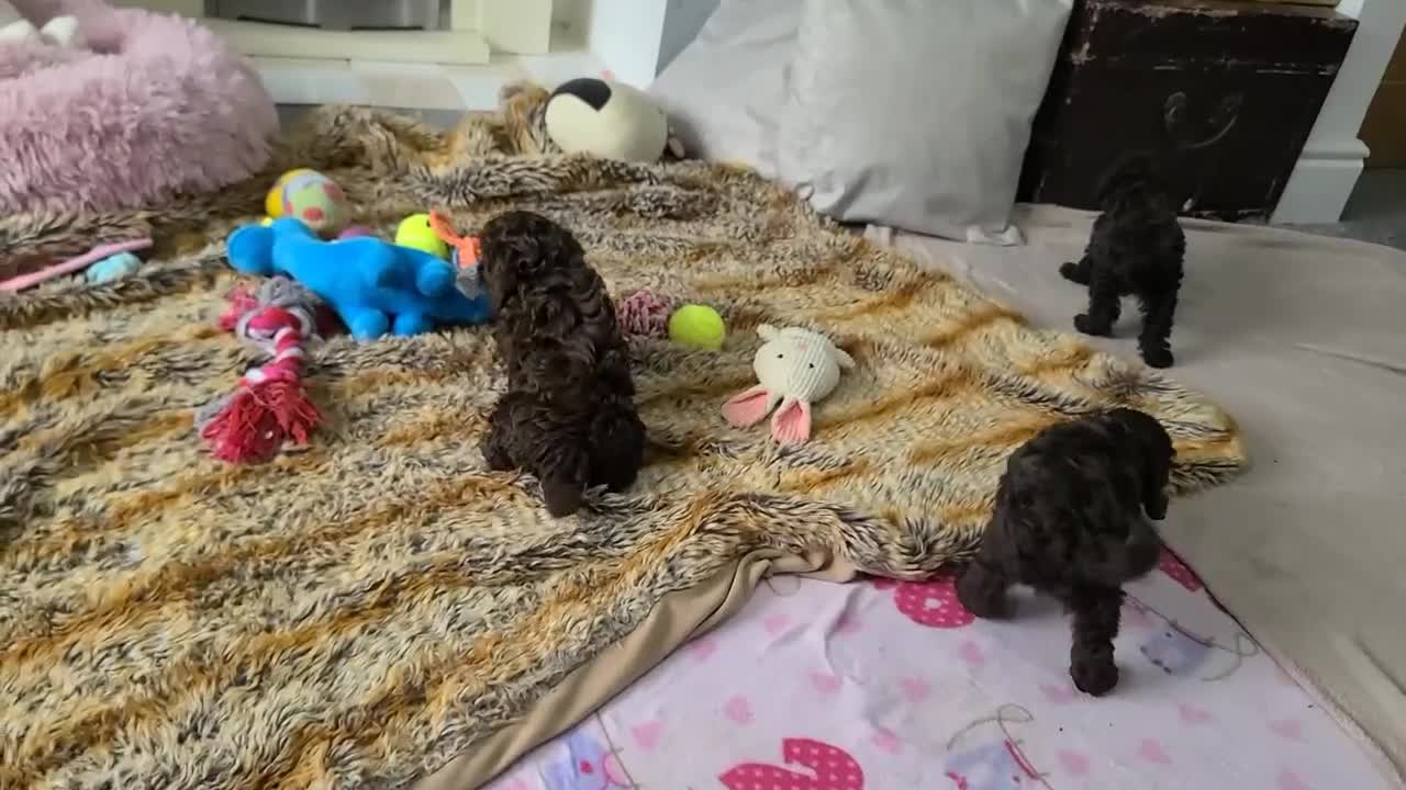 Cavapoo dogs for sale: Chocolate F1B Cavapoos. Health Tested.  - Video 1