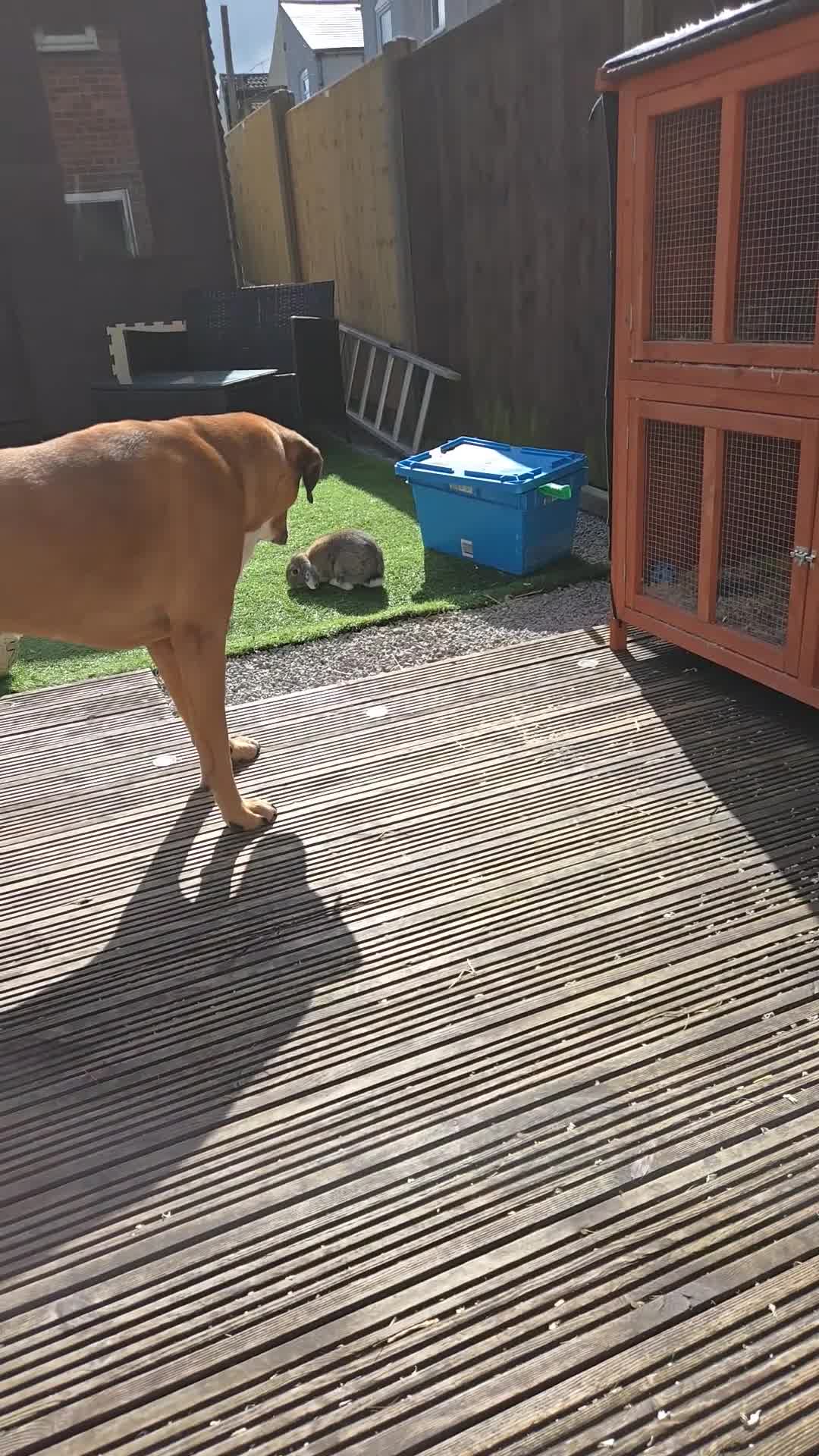 Mixed Breed rabbits for sale: Mixed break rabbit in Chesterfield - Video 2