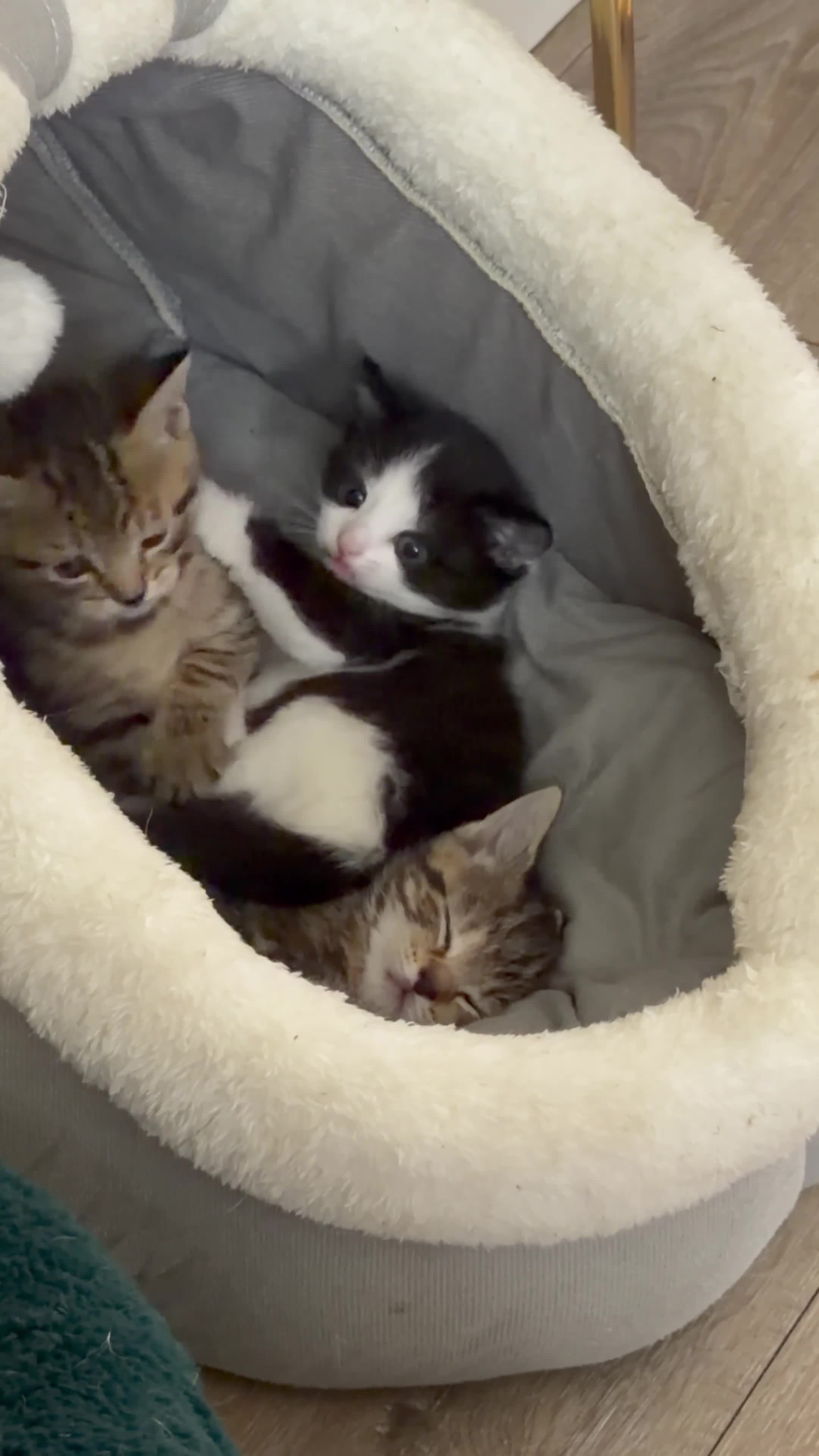 British Shorthair cats for sale: British Shorthair Mix Kittens Girls &Boys  - Video 1