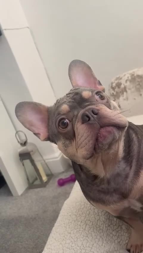 French Bulldog dogs for sale: Loving Male French Bulldog - Video 1