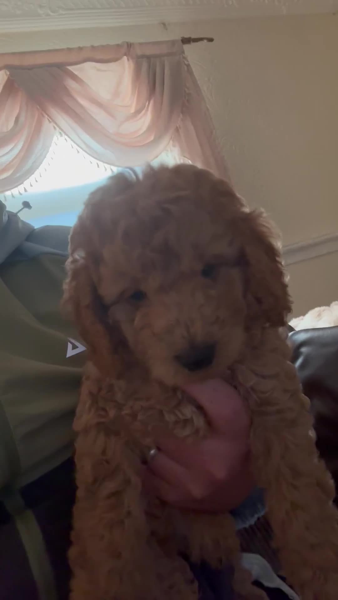 Cockapoo dogs for sale: Beautiful F1B in Porth - Video 3