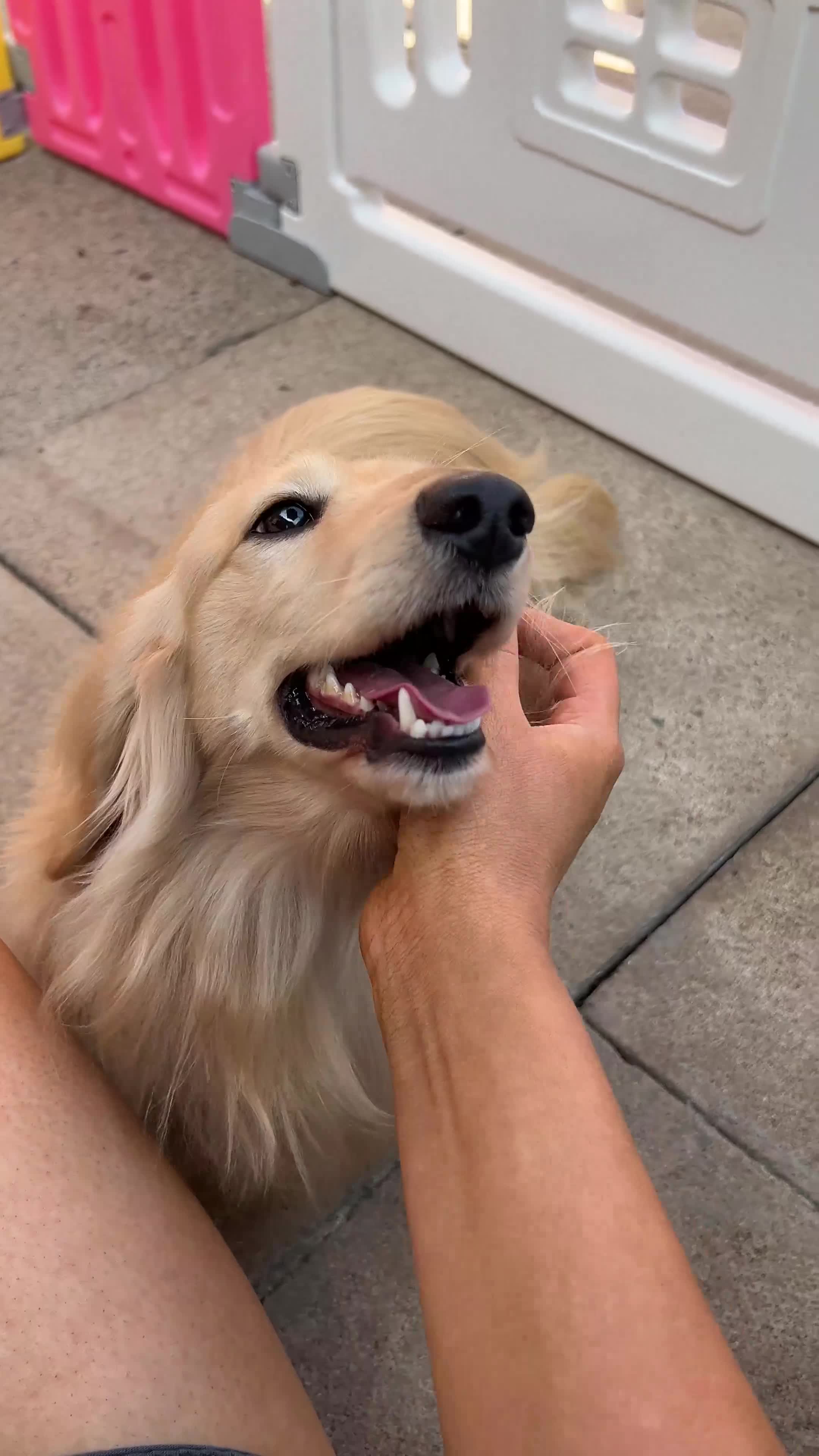 Miniature Dachshund dogs for stud: TRUE ENGLISH CREAM MINIATURE DACHSHUND STUD✨ - Video 1
