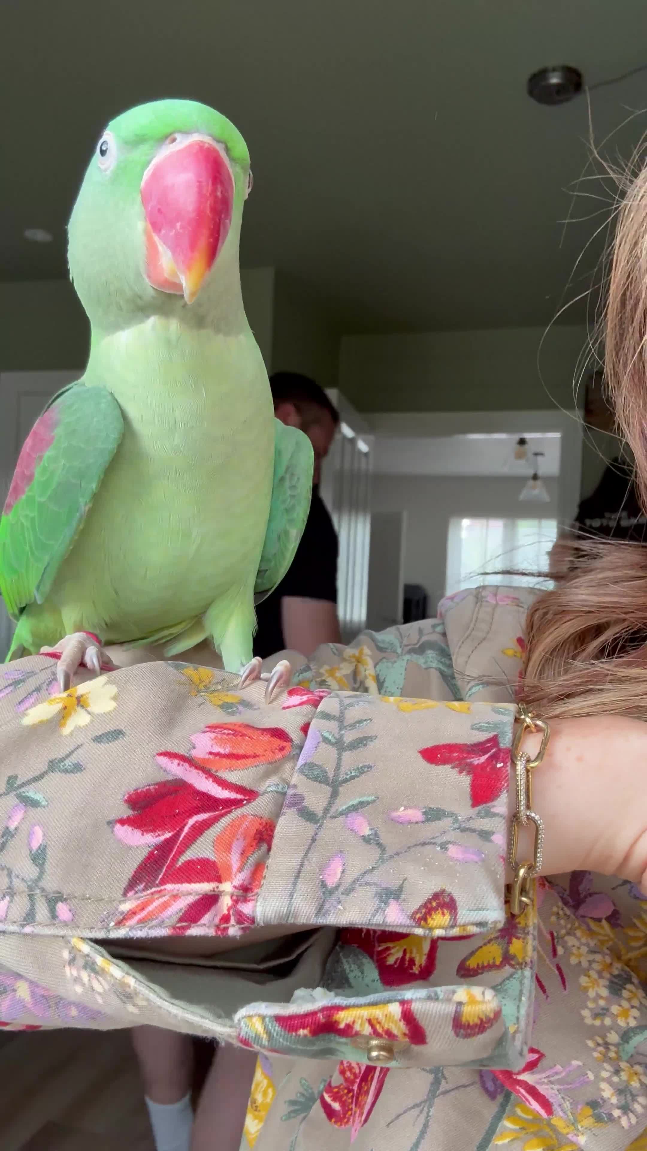 Parakeets birds for sale: Unsexed Alexndrine Parakeet  in Ashford - Video 1