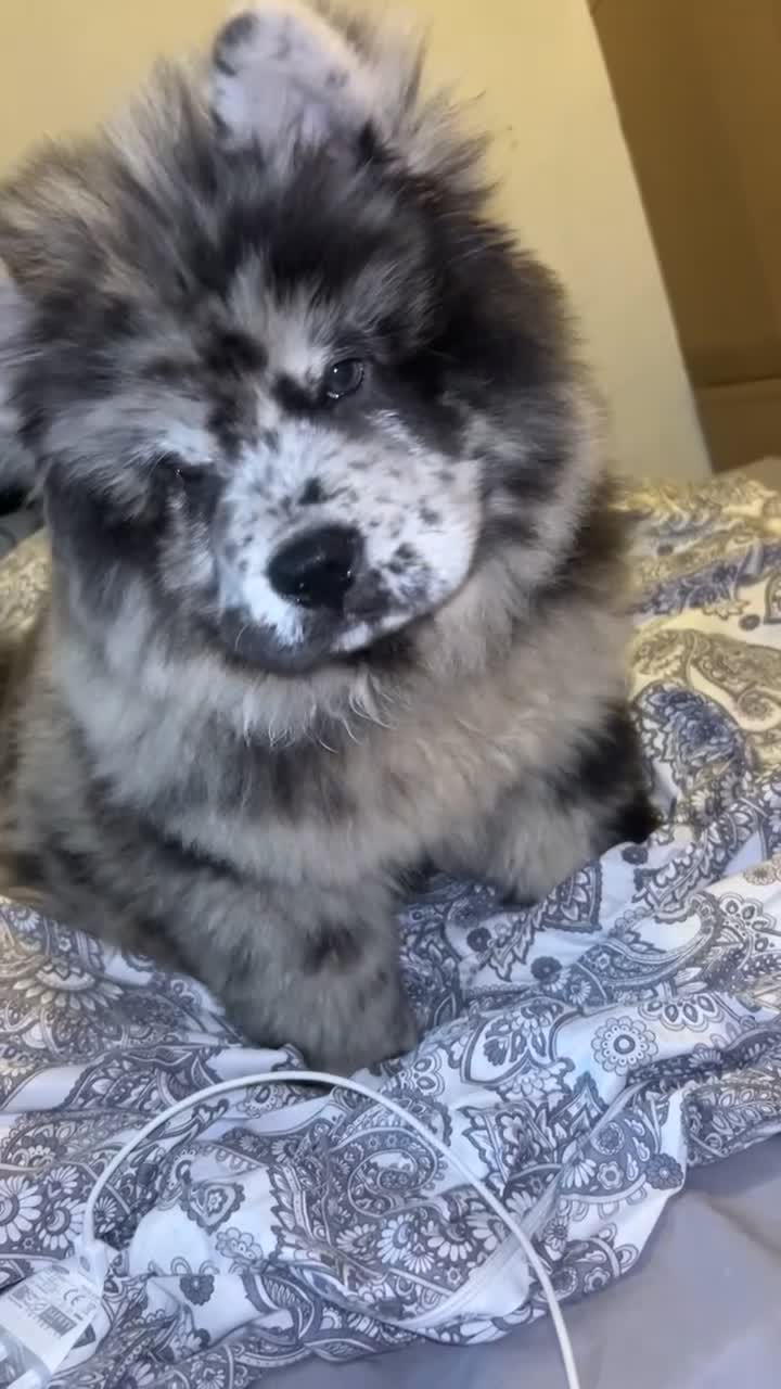 Chow Chow dogs for sale: 5 month old male chow chow  - Video 3