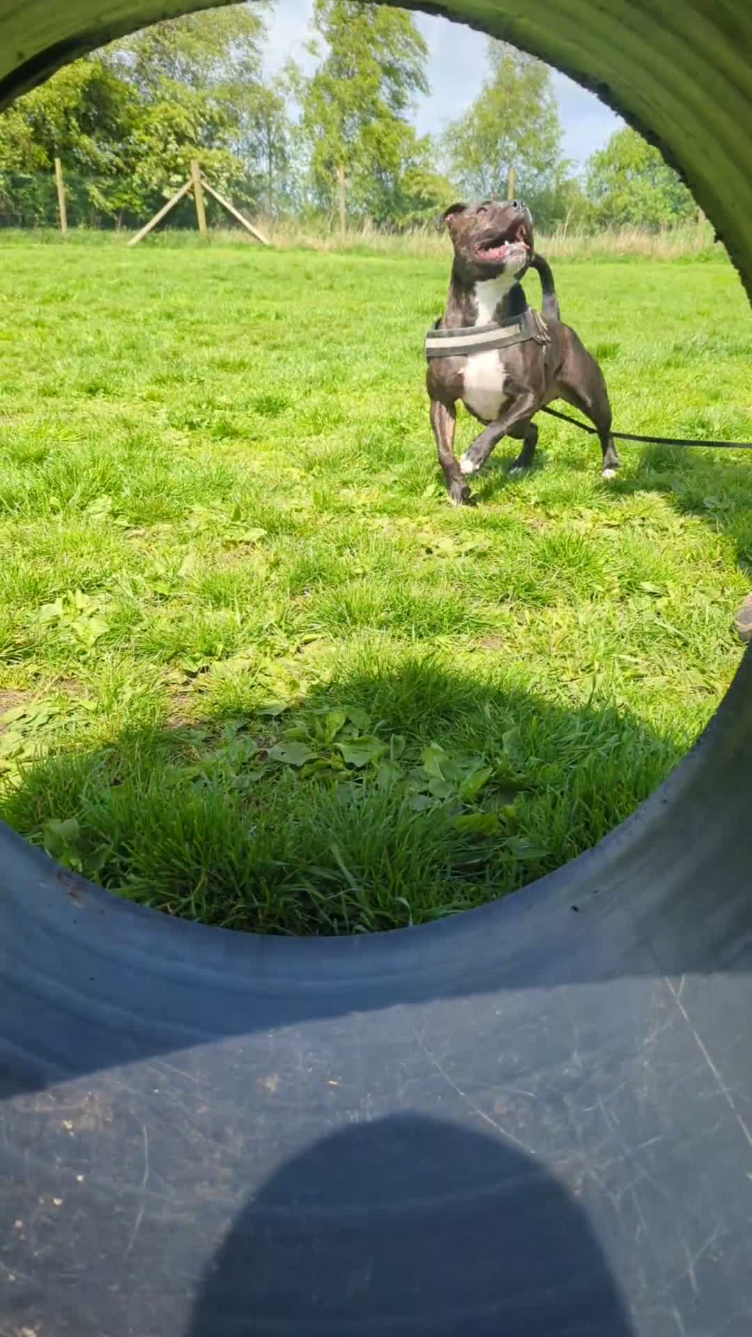 Staffordshire Bull Terrier dogs for sale: Male Staffy micro chipped ready for his new family - Video 2