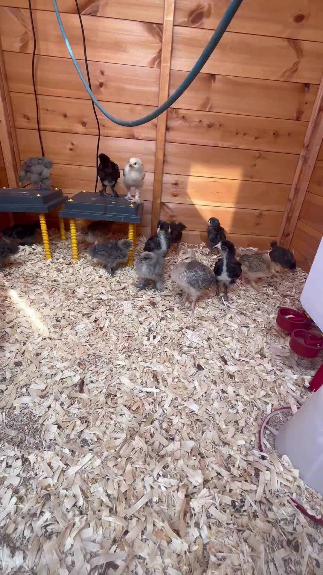 Mixed Breed poultry for sale: Chicks mixed farm breed & Silkies - Video 1