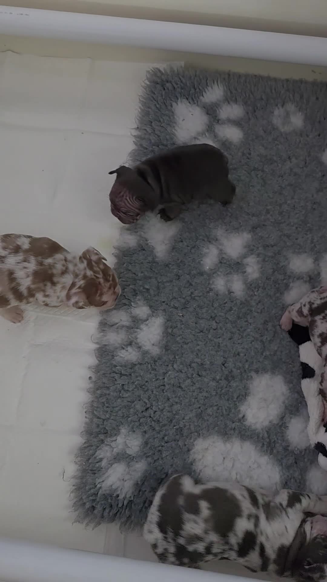 French Bulldog dogs for sale: 💥 Velvet Coats and New Shade french Bulldogs 💥 - Video 1