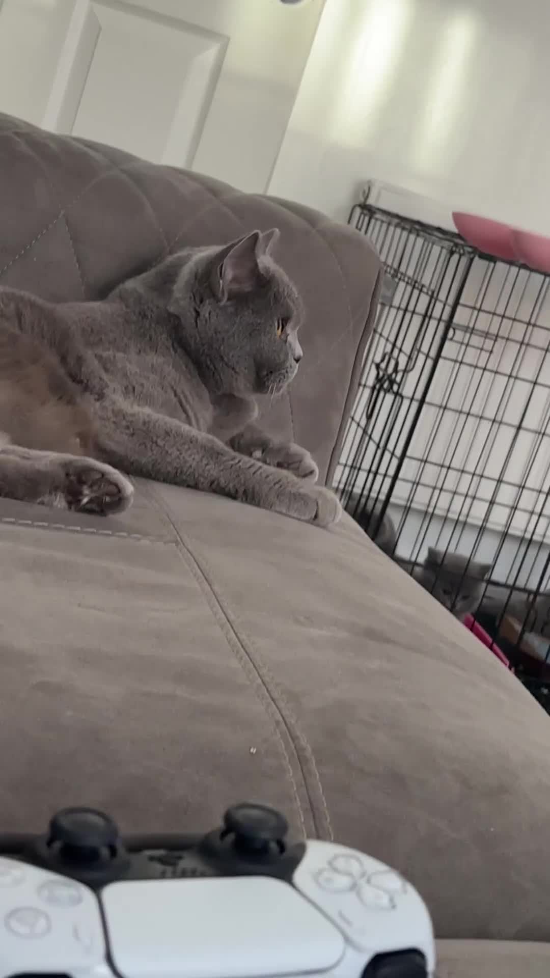 British Shorthair cats for sale: British shorthair kittens up for sale  - Video 2