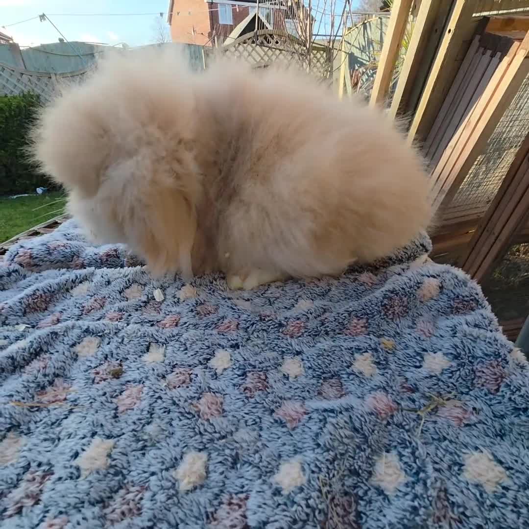 Angora rabbits for sale: Teddywidders ready to go now  - Video 3