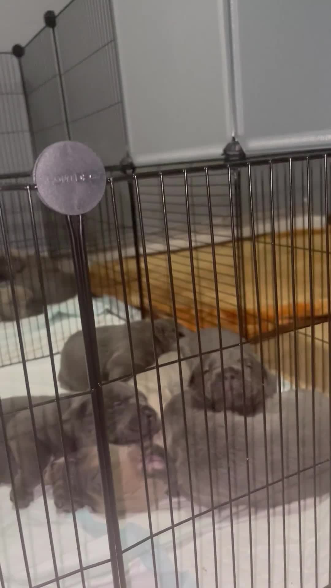 Cane Corso dogs for sale: cane corso pups - Video 1