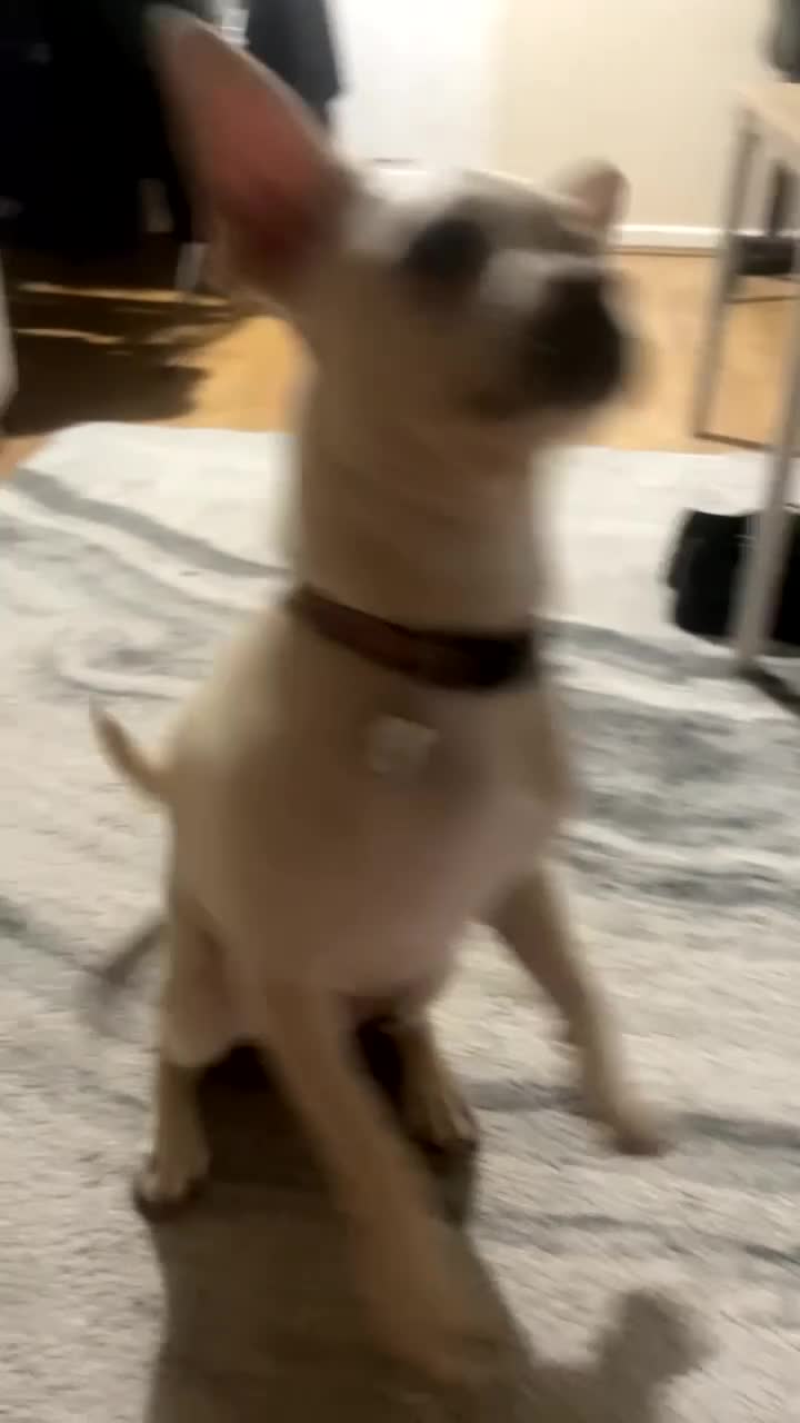 Mixed Breed dogs for sale: Female French cross looking for forever home - Video 5