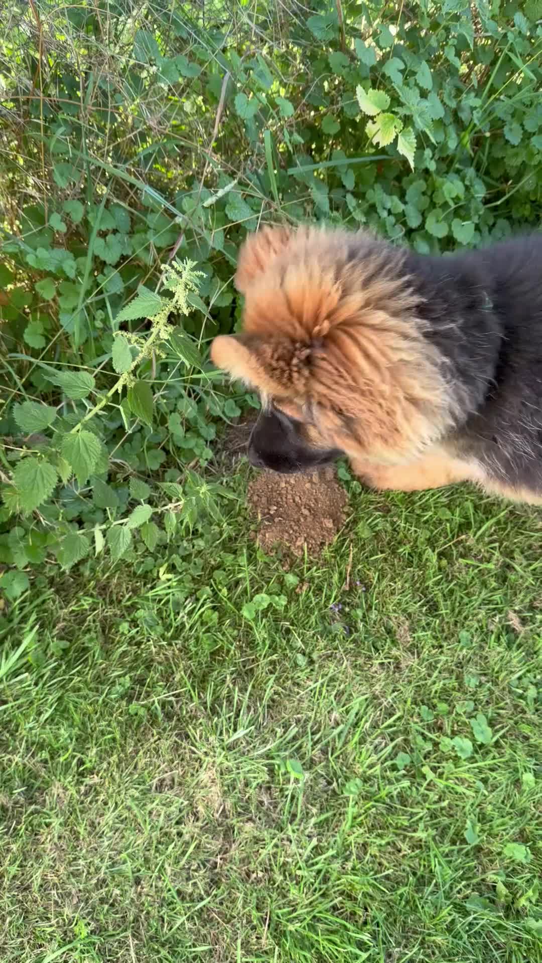 German Shepherd dogs for sale: George is  looking for his forever home .  - Video 1