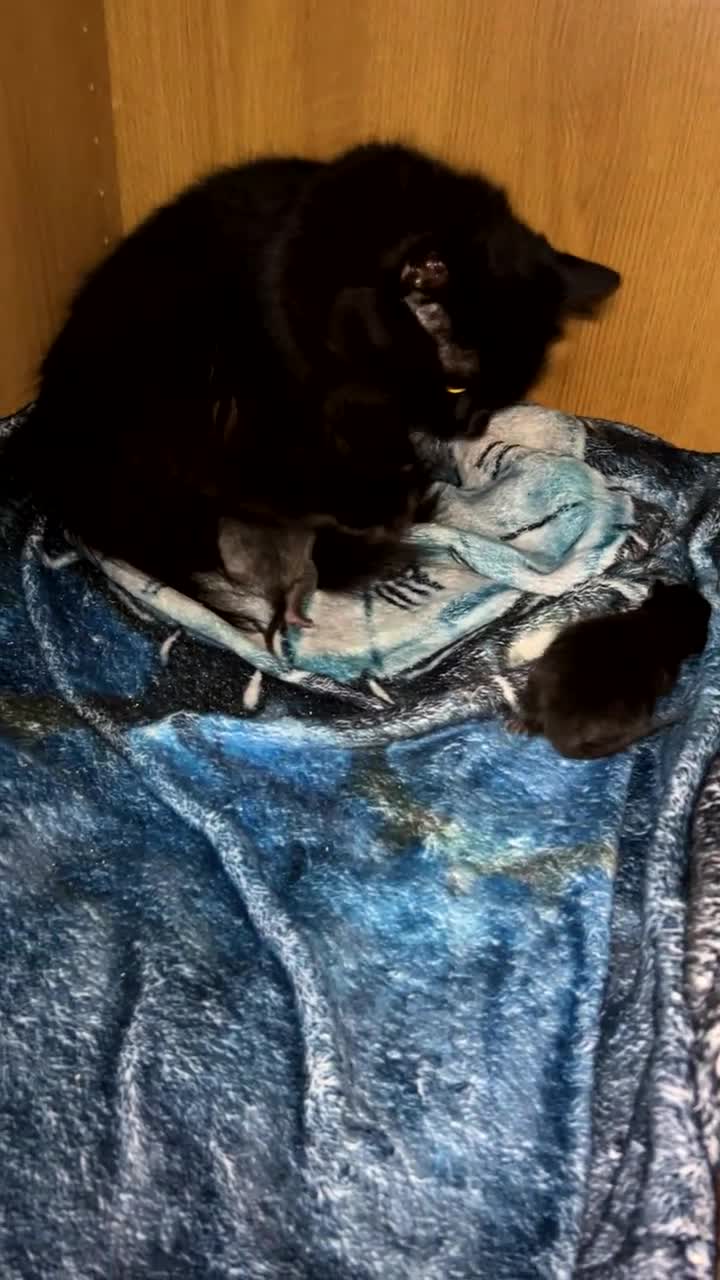 British Longhair cats for sale: Two beautiful kittens  - Video 4