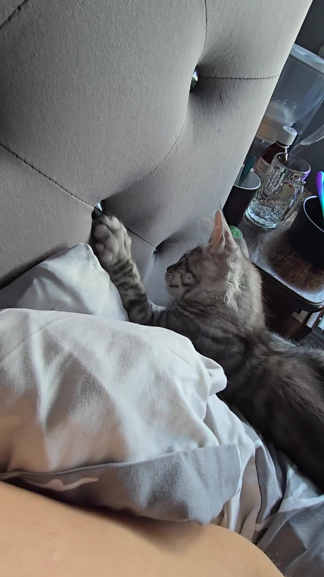 Maine Coon cats for sale: Large pedigree Tica Maine coon kittens READY  - Video 2