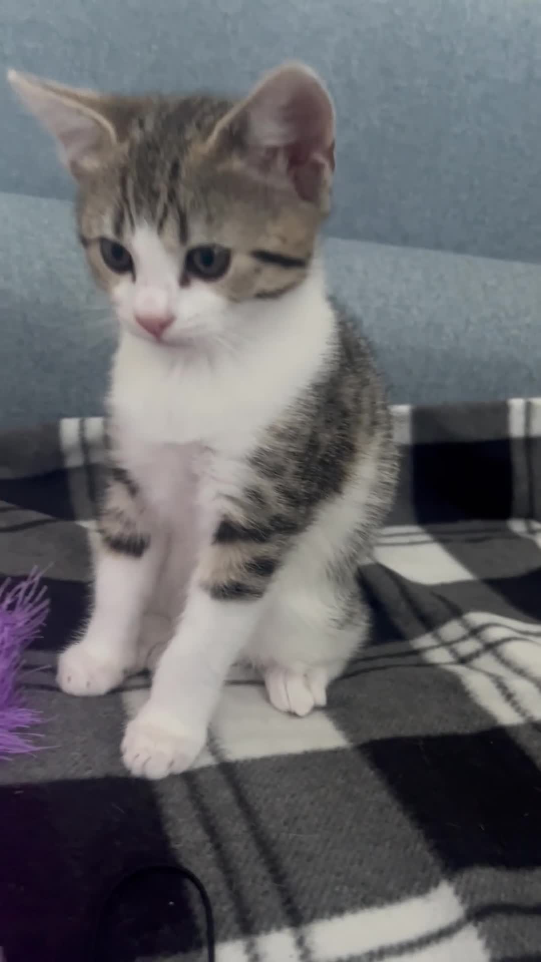 Mixed Breed cats for sale: Bengal x British long hair kittens  - Video 3