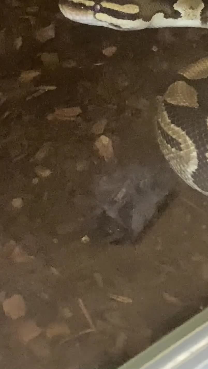 Python Snake reptiles for sale: Royal python snake and enclosure  - Video 1