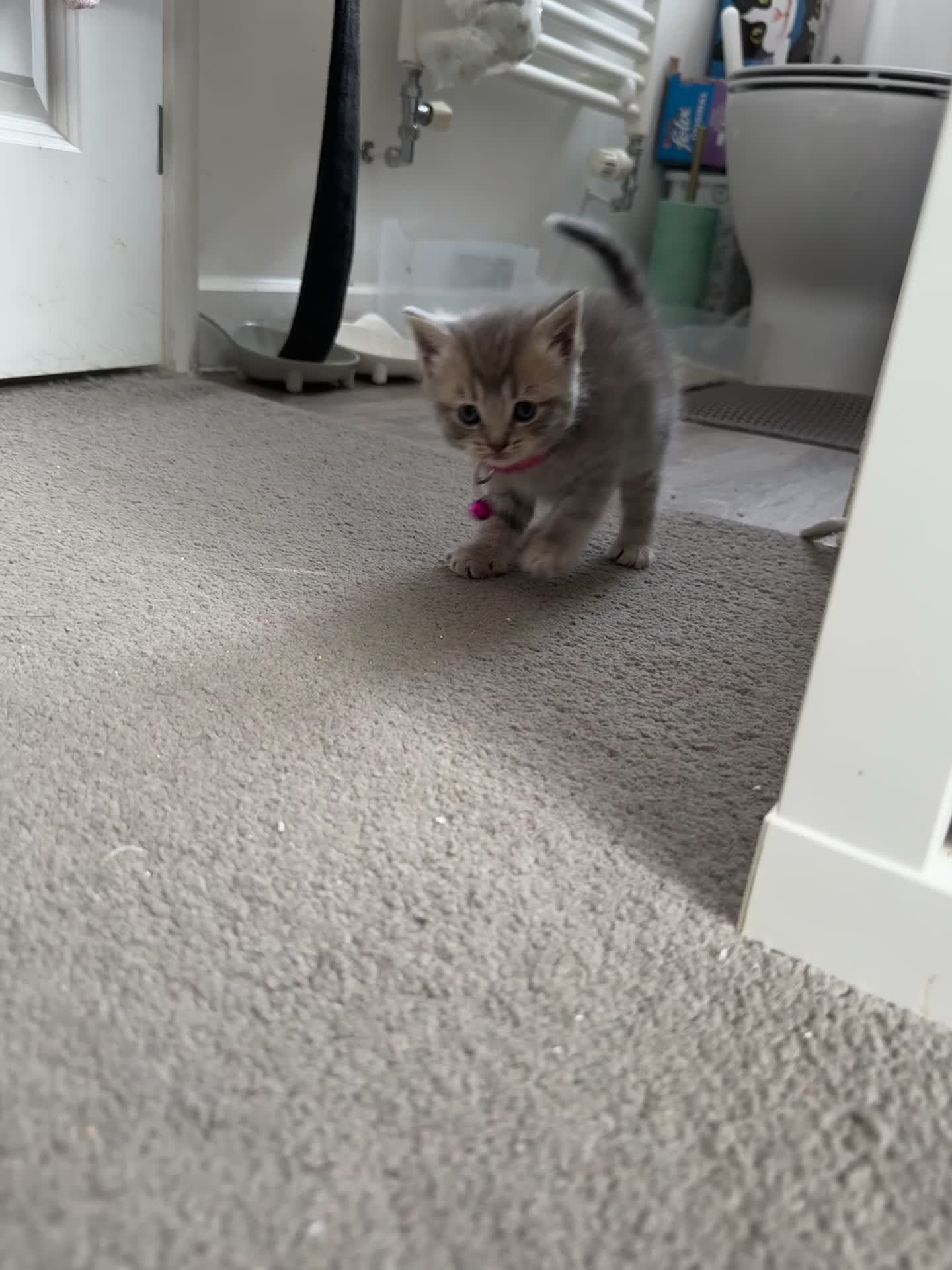 British Shorthair cats for sale: 🐾 Stunning British Shorthair × Persian Kittens 🐾 - Video 2