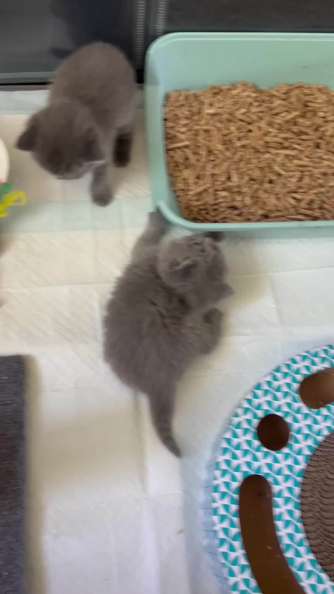 British Shorthair cats for sale: British blue shorthair GIRLS ready 20th June  - Video 2