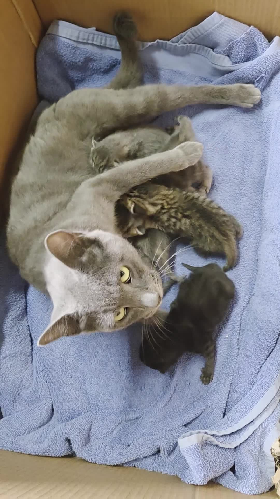Mixed Breed cats for sale: Beautiful kittens  - Video 2