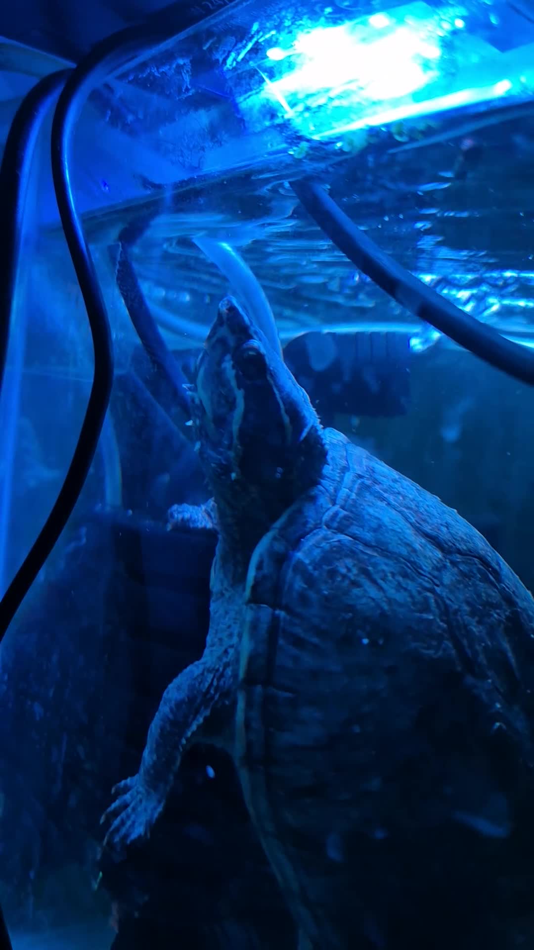 Turtle reptiles for sale: MUSK TURTLE FOR SALE FEMALE 5 YEAR OLD in Preston - Video 4