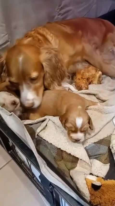 Cocker Spaniel dogs for sale: Beautiful cocker spaniel puppy  - Video 1