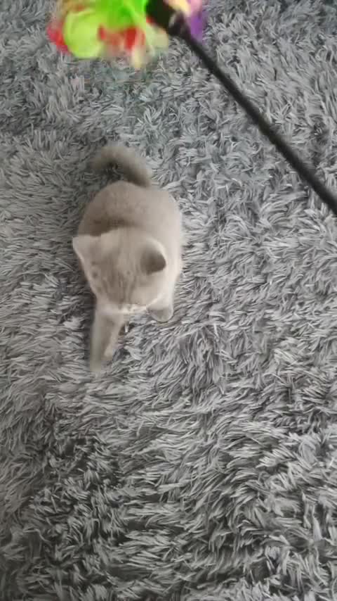 British Shorthair cats for sale: Beautiful British Shorthair Kittens for Sale - Video 3