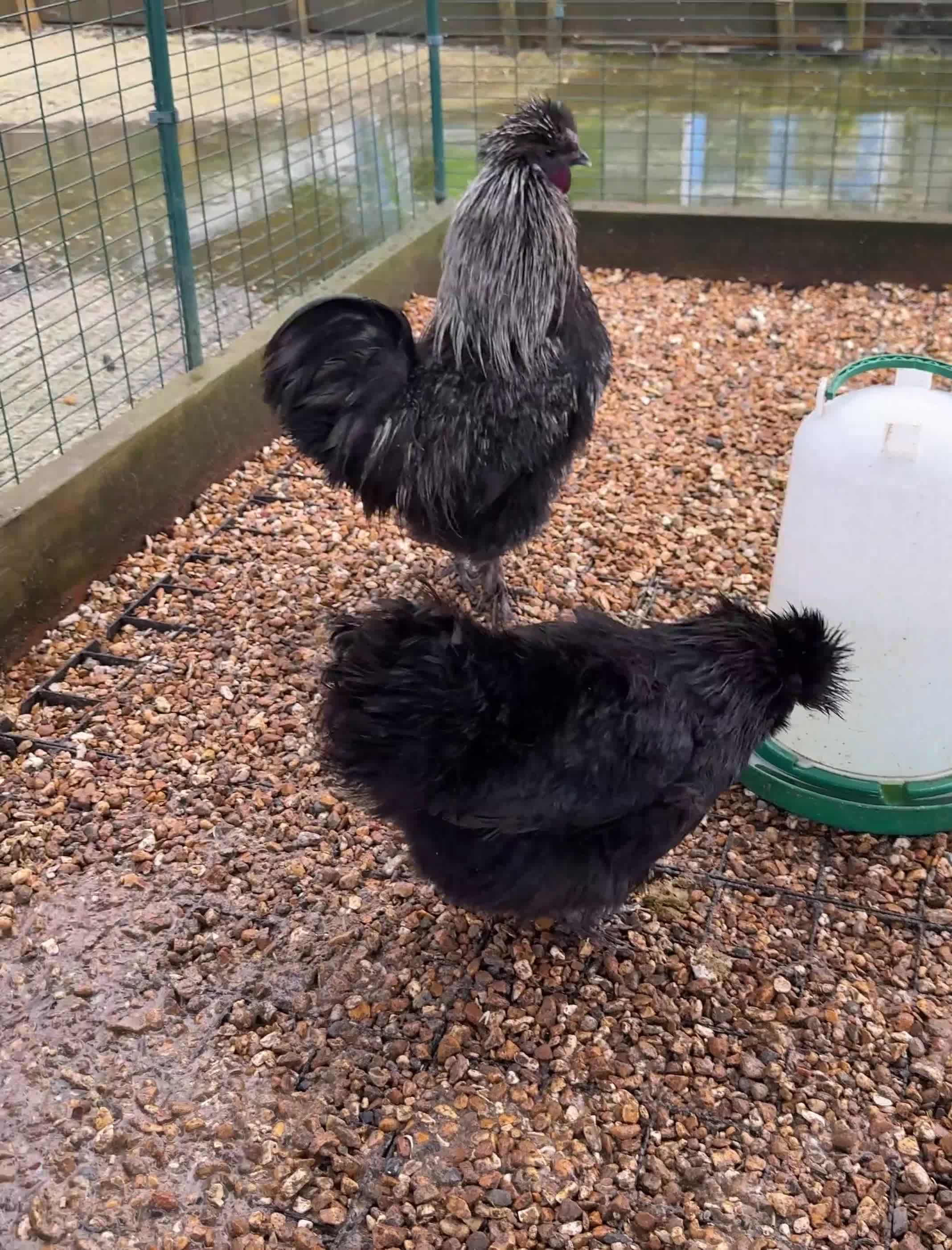 Chickens poultry for sale: Beautiful Trios of Bantams - Video 3