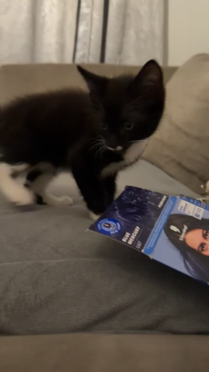 Mixed Breed cats for sale: 2 kittens for sale  in Ashford - Video 1