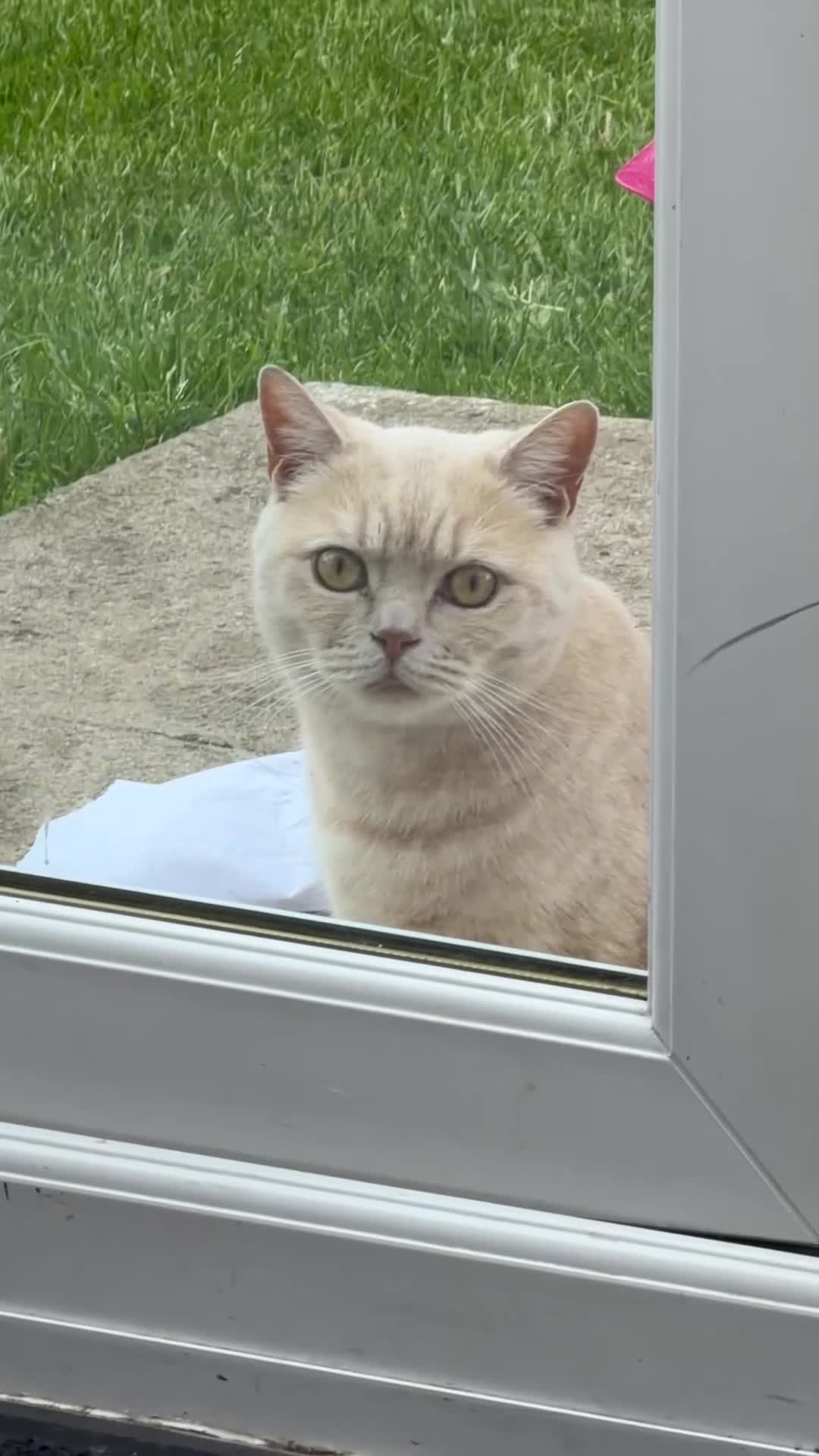 British Shorthair cats for sale: Golden British shorthair  in Edinburgh - Video 1