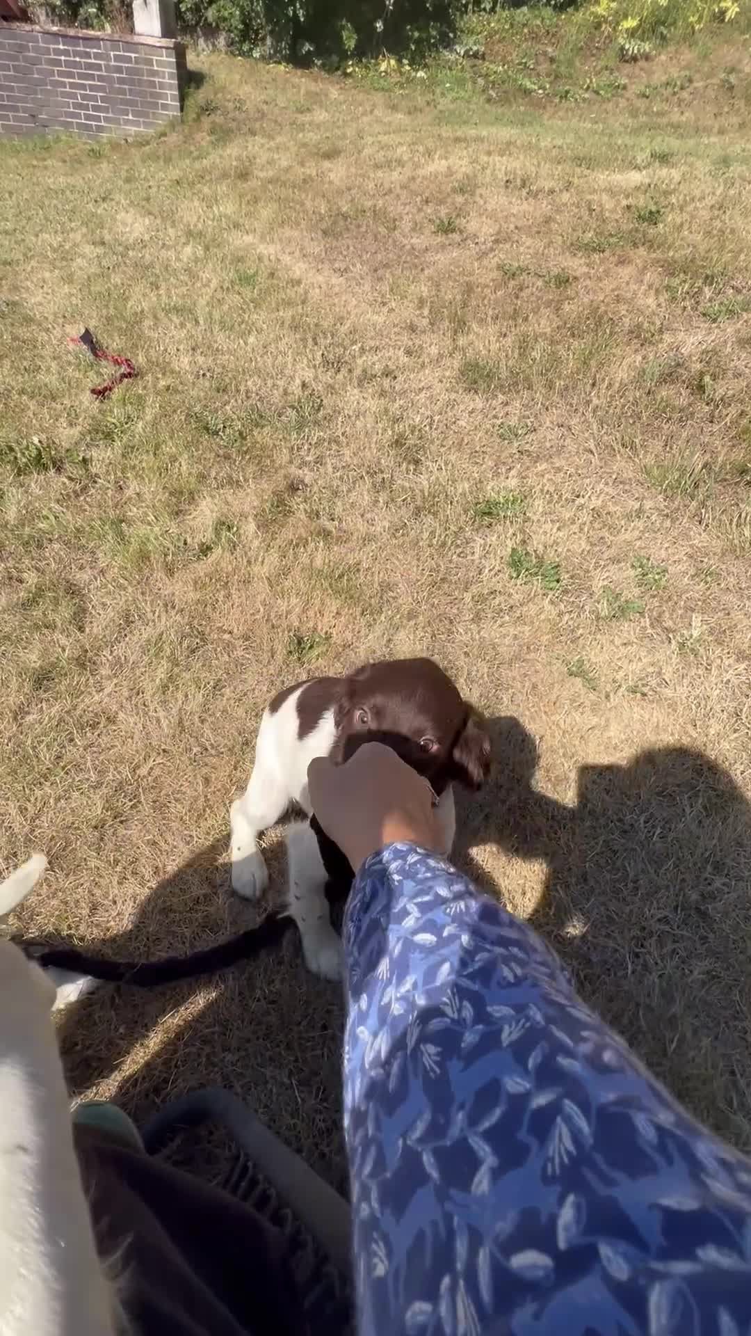 English Springer Spaniel dogs for sale: Gorgeous English Springer Spaniels - Video 4