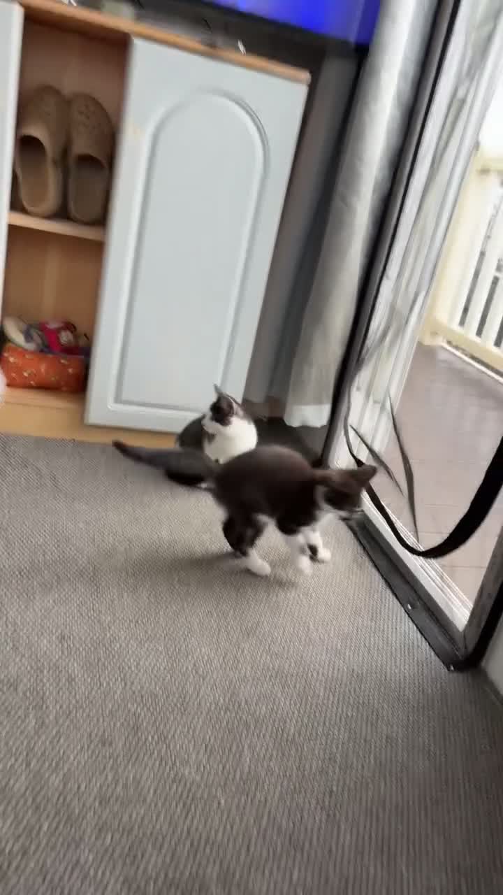 Mixed Breed cats for sale: A little boy for Rehoming  in Doncaster - Video 1