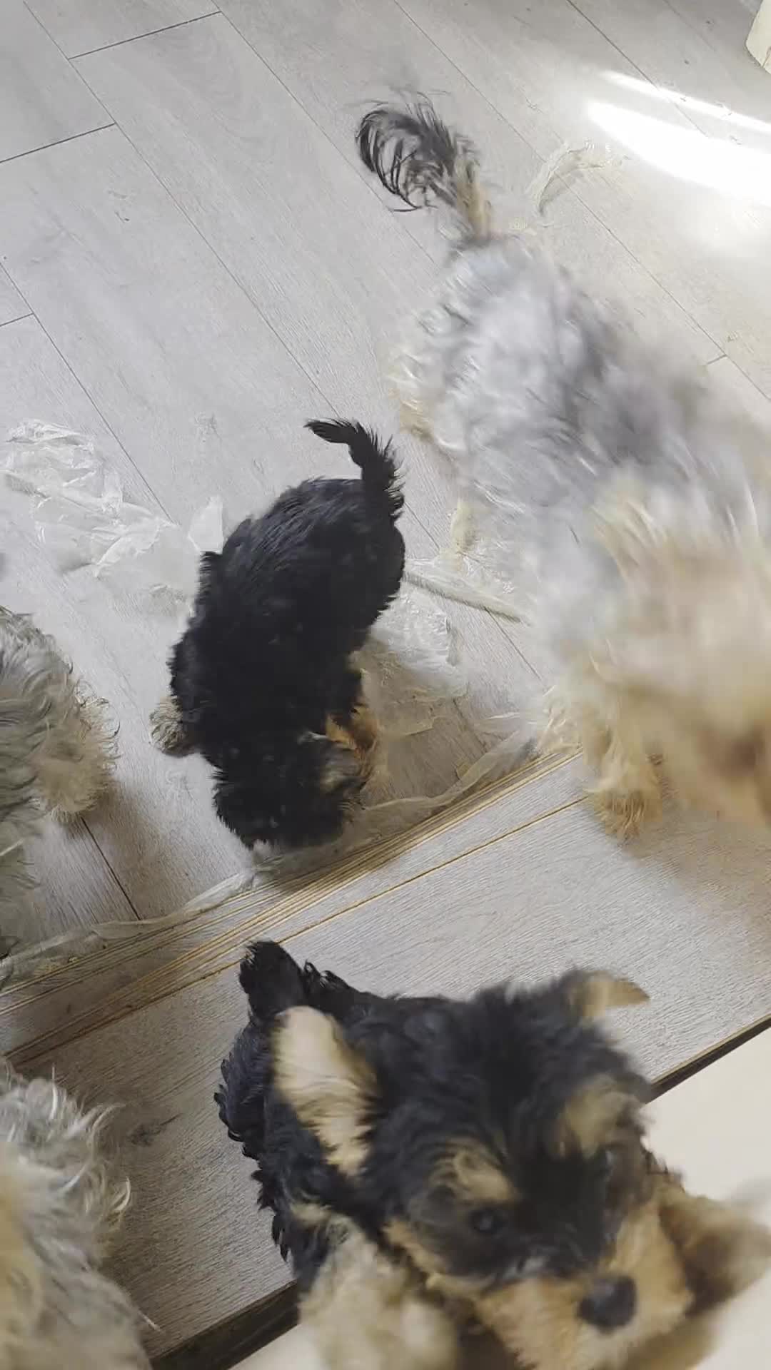 Yorkshire Terrier dogs for sale: Puppy  - Video 1