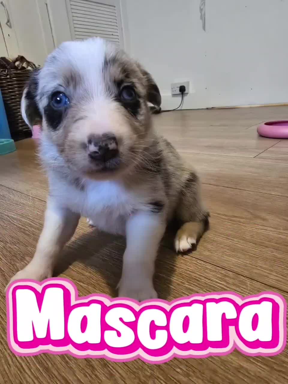 Border Collie dogs for sale: 7 beautiful border collie puppies for sale  - Video 1