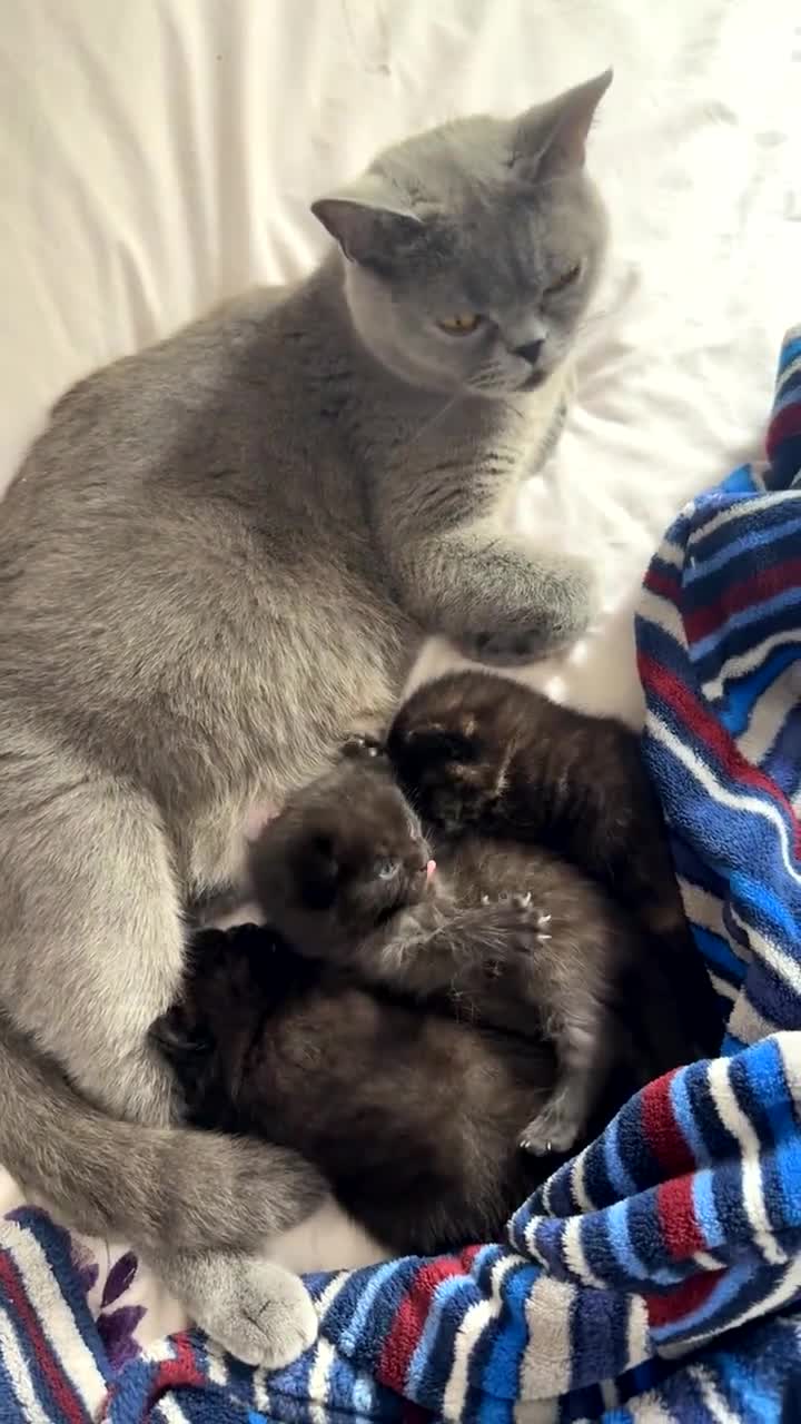 Mixed Breed cats for sale: BRITISH SHORT HAIR MIX  - Video 1