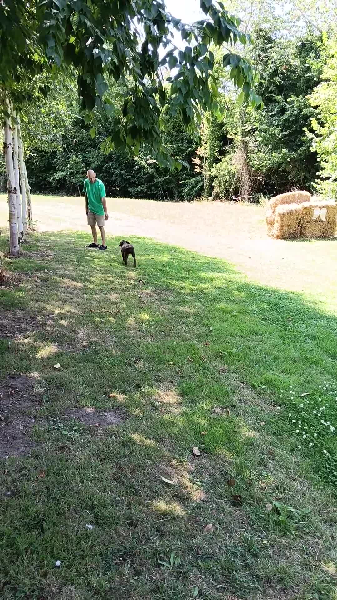 Mixed Breed dogs for sale: Ready now, lovely Korthols x Brittany  - Video 1