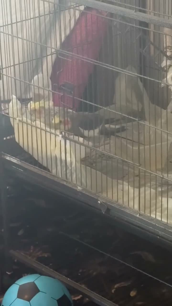 Cockatiels birds for sale: Bear of beautiful cocktails - Video 1