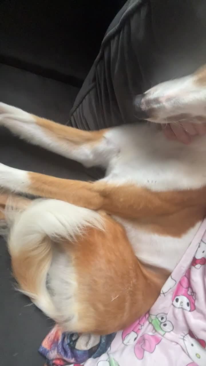Mixed Breed dogs for sale: Femaile saluki greyhound  in Ferryhill - Video 3