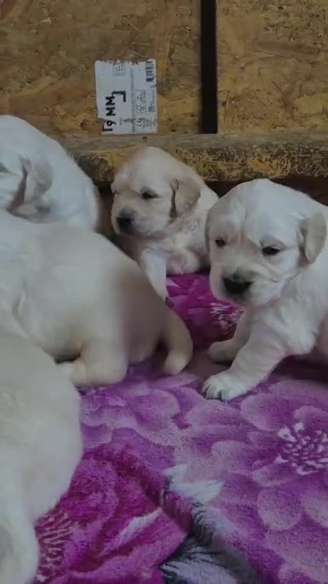 Golden Retriever dogs for sale: KC Registered Golden Retriever Glasgow  - Video 2
