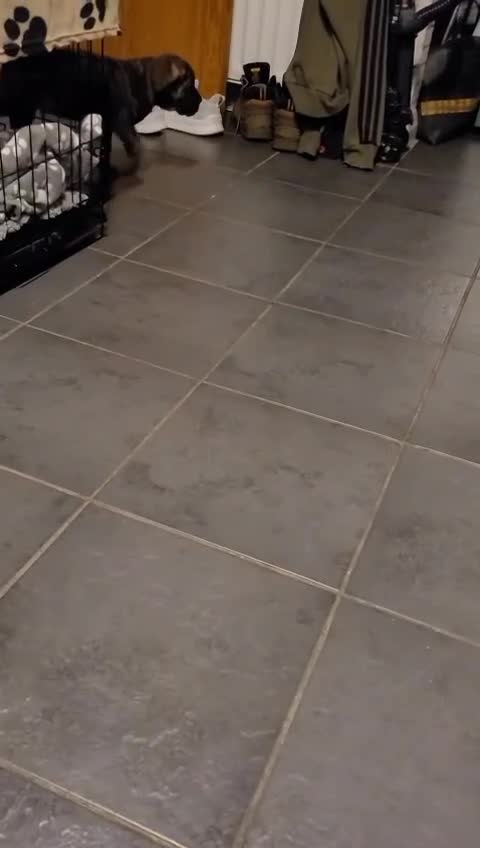 Cane Corso dogs for sale: Cane corsos full pedigree only 4 left - Video 1