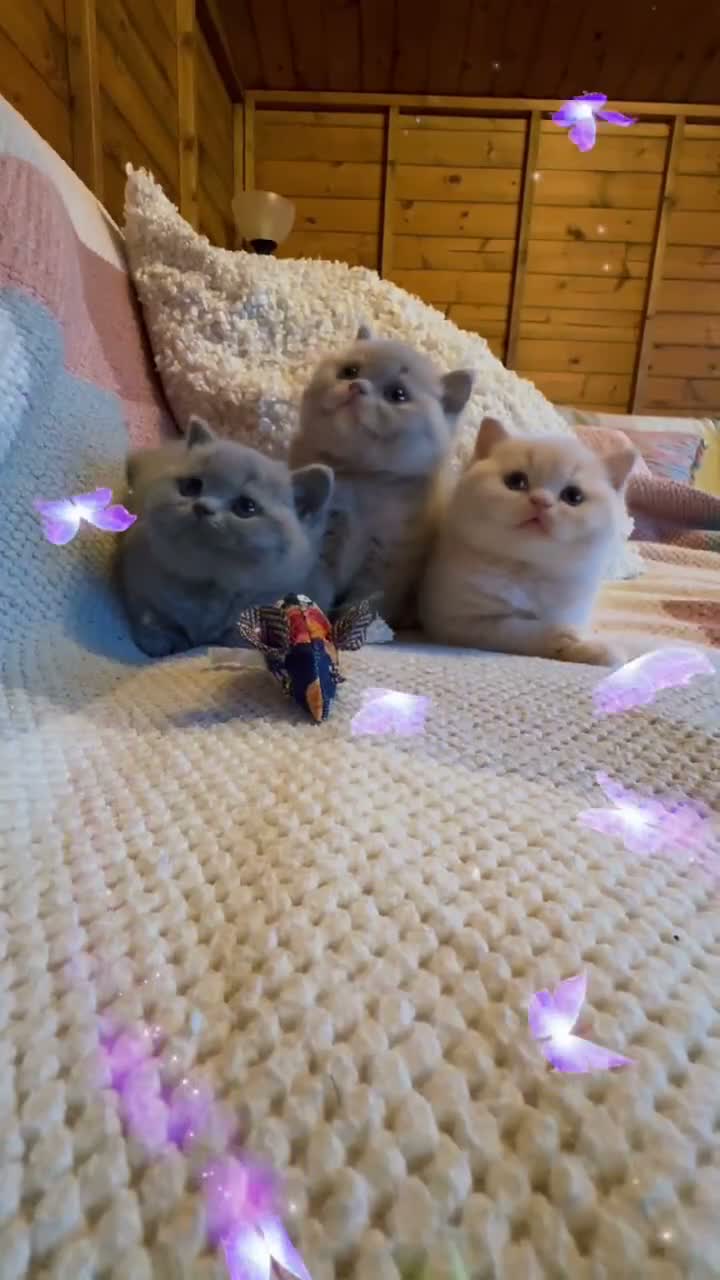 British Shorthair cats for sale: British Shorthair Girls - Video 2