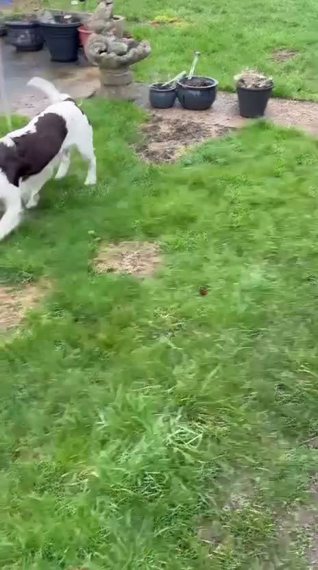 Mixed Breed dogs for adoption: 💙TOMMY THE SPANIEL💙-CLEVER, LOVING SPECIAL BOY  in High Peak - Video 1