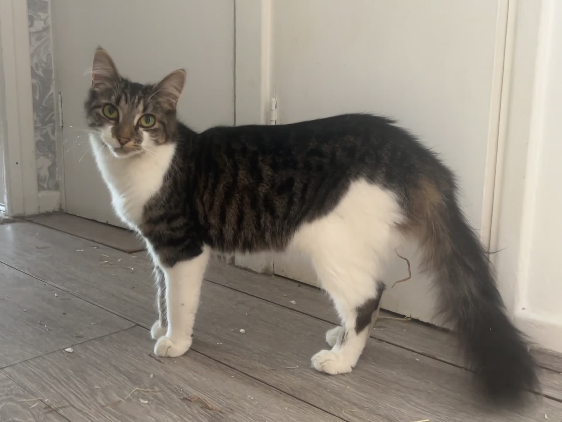 Mixed Breed cats for sale: Tabby female just over a year old sweetheart  - Video 1